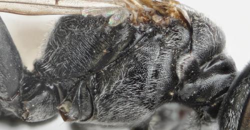 Tachysphex sp.